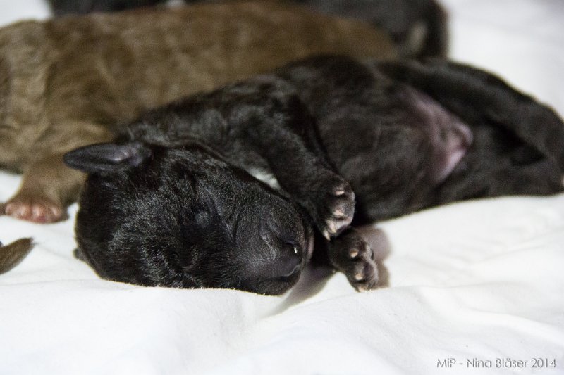 2014-02-05 Welpen Svet & Ruby-1478.jpg - Day 3